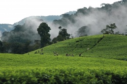 Teeplantage in Ruanda  (Bild: Best of Travel Group)